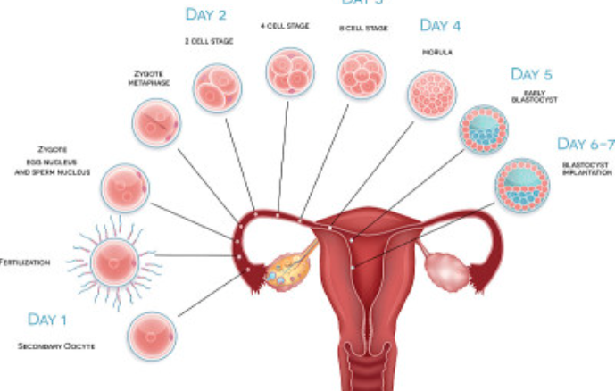 毫州多囊卵巢综合征可以做三代试管吗，多囊卵巢综合征一分钟给你解答